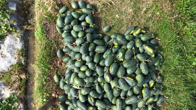 Watermelons Spread On Grass Bank