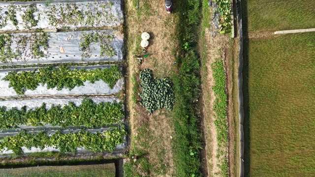 Drone Climbs Over Melon Plots