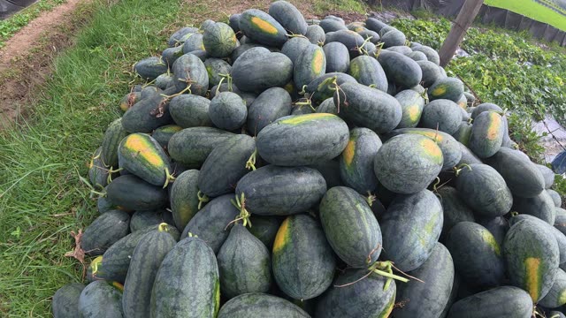 Heap Of Dark Striped Watermelons