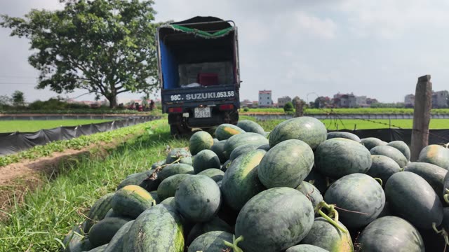 Melons Piled Beside Farm Truck