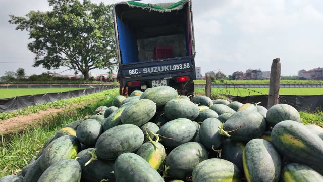 Truck Tailgate Above Melon Pile
