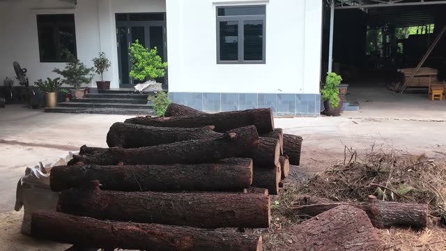 Logs Piled In Yard