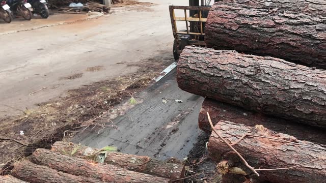 Stacked Pine Logs At Yard