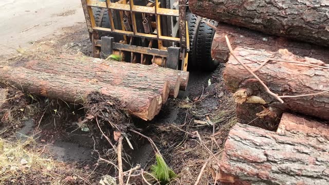 Forklift Moving Pine Logs