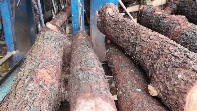 Pine Logs On Saw Carriage