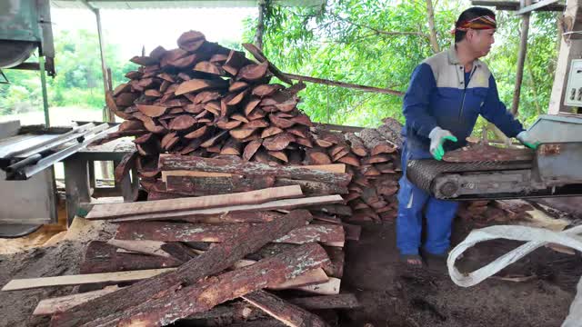 Worker Feeding Sawmill Conveyor