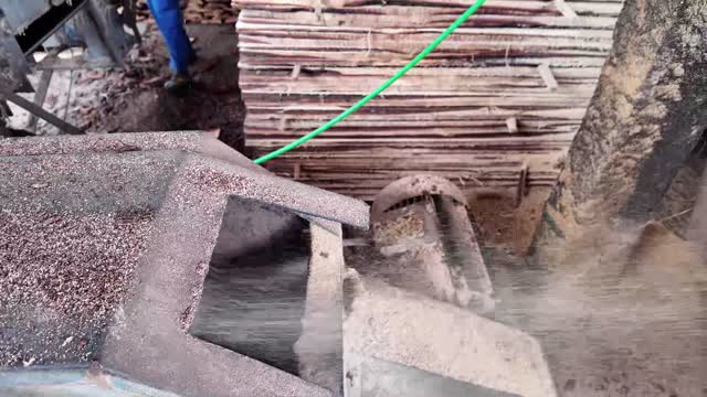 Sawdust Conveyor In Motion