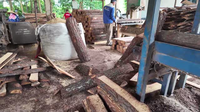 Timber Yard And Log Piles