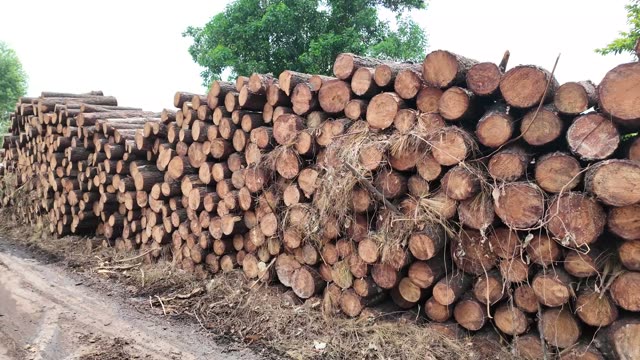 Stacked Timber Log Pile