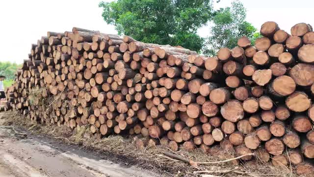 Log Piles And Press Machine