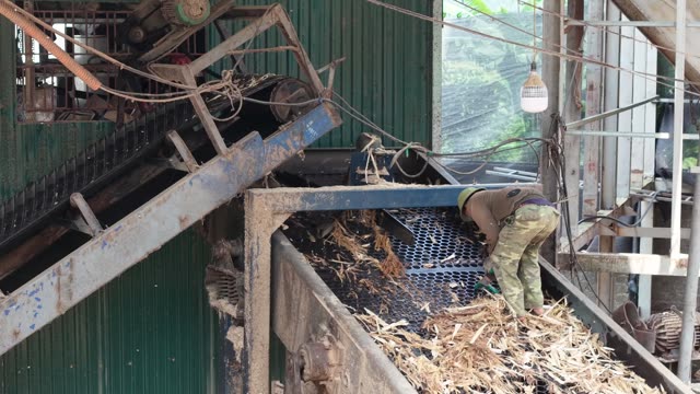 Man Sorting Wood Chips On Conveyor
