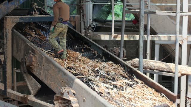 Man Handling Wood Chips On Conveyor