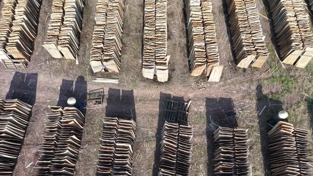 Conical Hat Workers Among Bark Rows