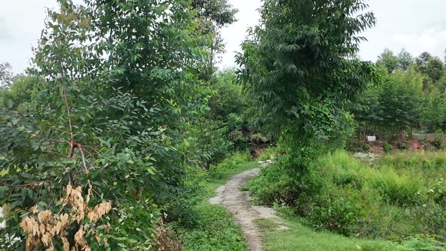 Green Countryside Dirt Path