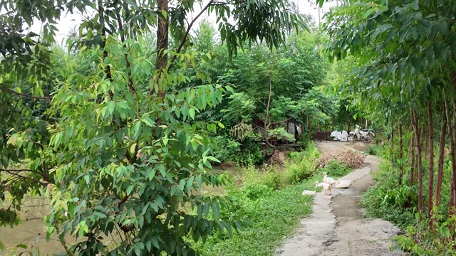 Rural Pond And Village Path