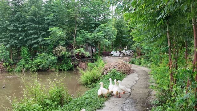 White Ducks By The Pond