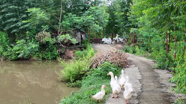 Ducks Walking Country Path