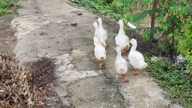 Flock Of Ducks On Path