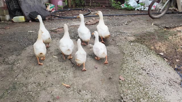 Ducks In Farm Yard