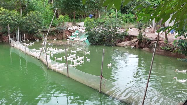 Ducks Swimming In Pond