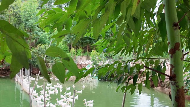 Duck Pond Behind Green Leaves
