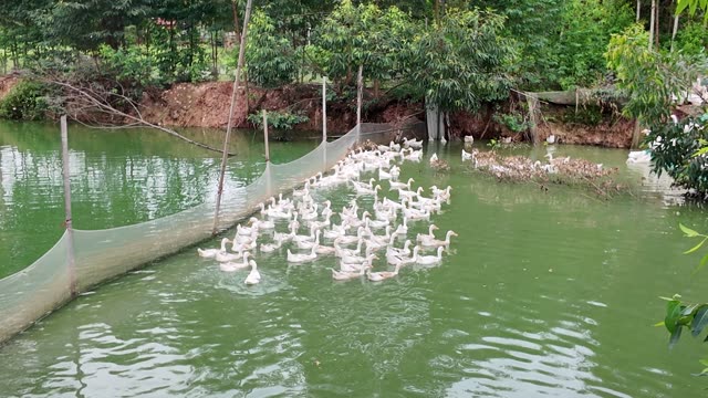 Duck Farm Pond