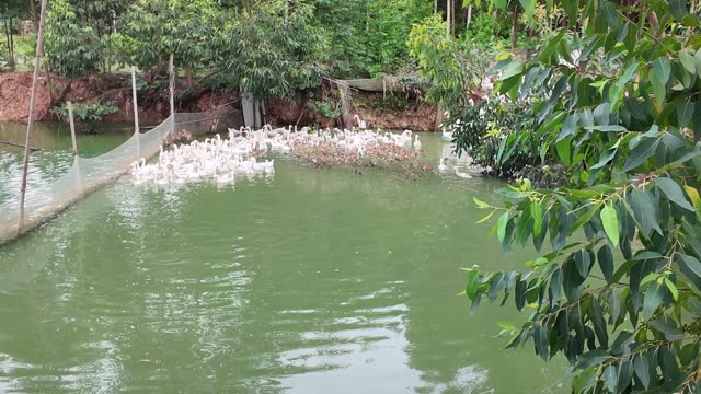 Ducks On Green Pond
