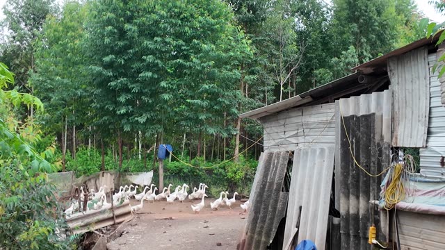 Ducks Beside Farm Shed