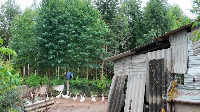 Farmyard Ducks By Shed
