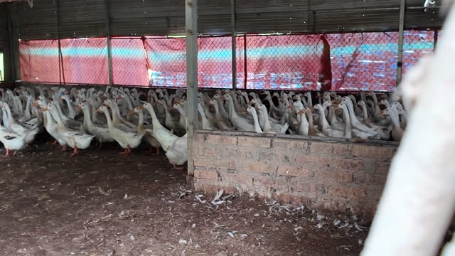 Ducks Inside Farm Barn
