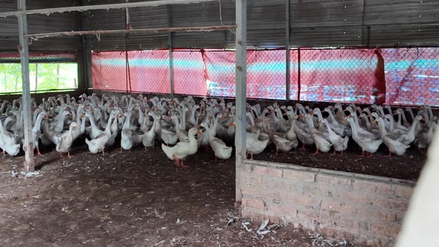 Duck Flock In Shelter