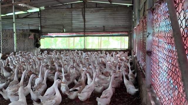 Crowded Duck Farm Barn