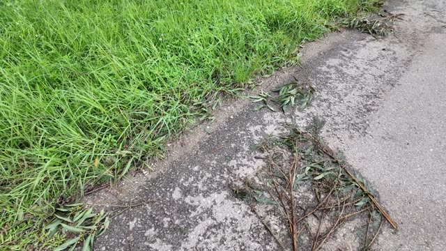 Roadside Grass And Twigs