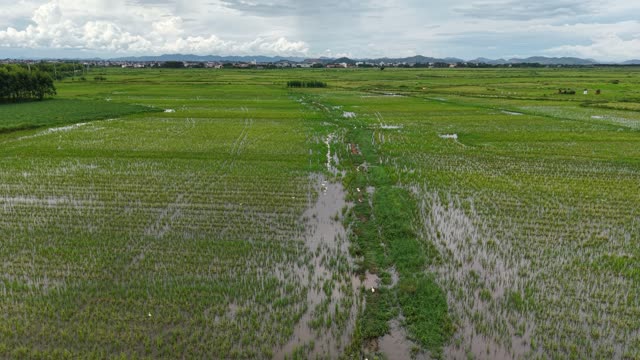 Aerial Over Flooded Rice Paddies