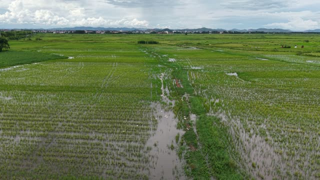 Rice Fields And Distant Mountains