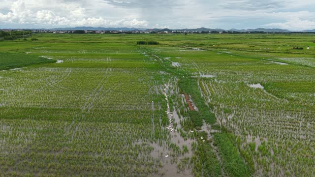 Wide Flooded Paddy Landscape