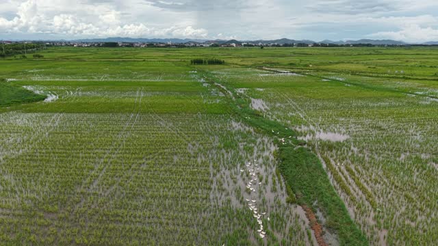 Green Rice Fields From Above