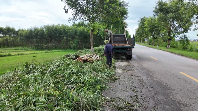 Loading Logs Onto Truck