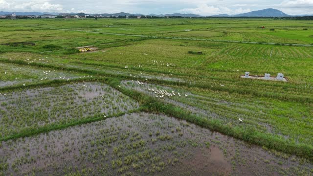 Egrets Over Green Rice Fields