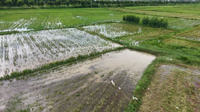 Ducks Foraging In Paddy Field