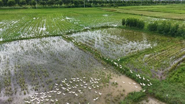 Duck Flock On Flooded Field