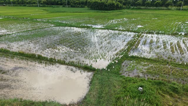 White Ducks In Rice Paddy