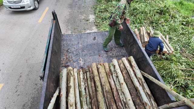 Timber Logs In Truck Bed