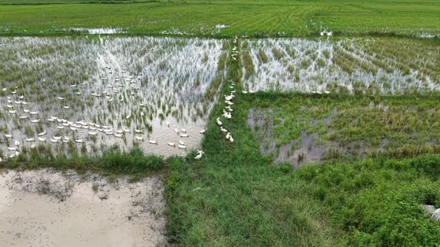 Ducks Along Paddy Channel