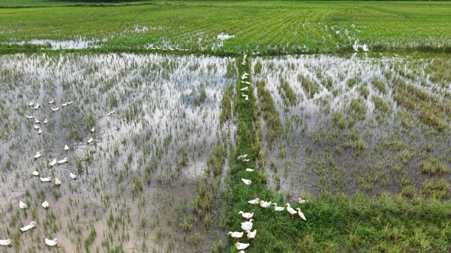 Ducks Crossing Wet Fields
