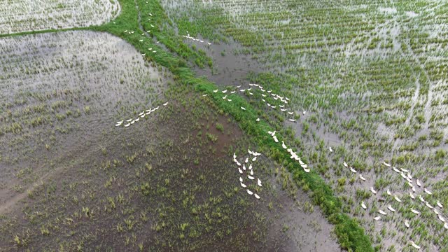 Duck Flocks On Farmland