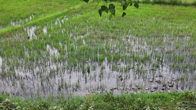 Ducklings Foraging In Rice Paddy