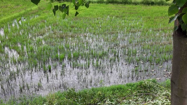 Ducks Wading Flooded Paddy Field