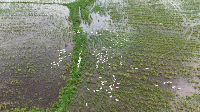 Overhead View Of Ducks