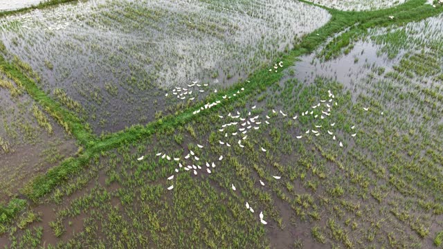 Ducks Feeding In Paddy